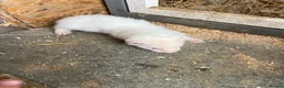 Ferret rodents for sale: Ferrets hobs and jills  in Derby - Advert 2