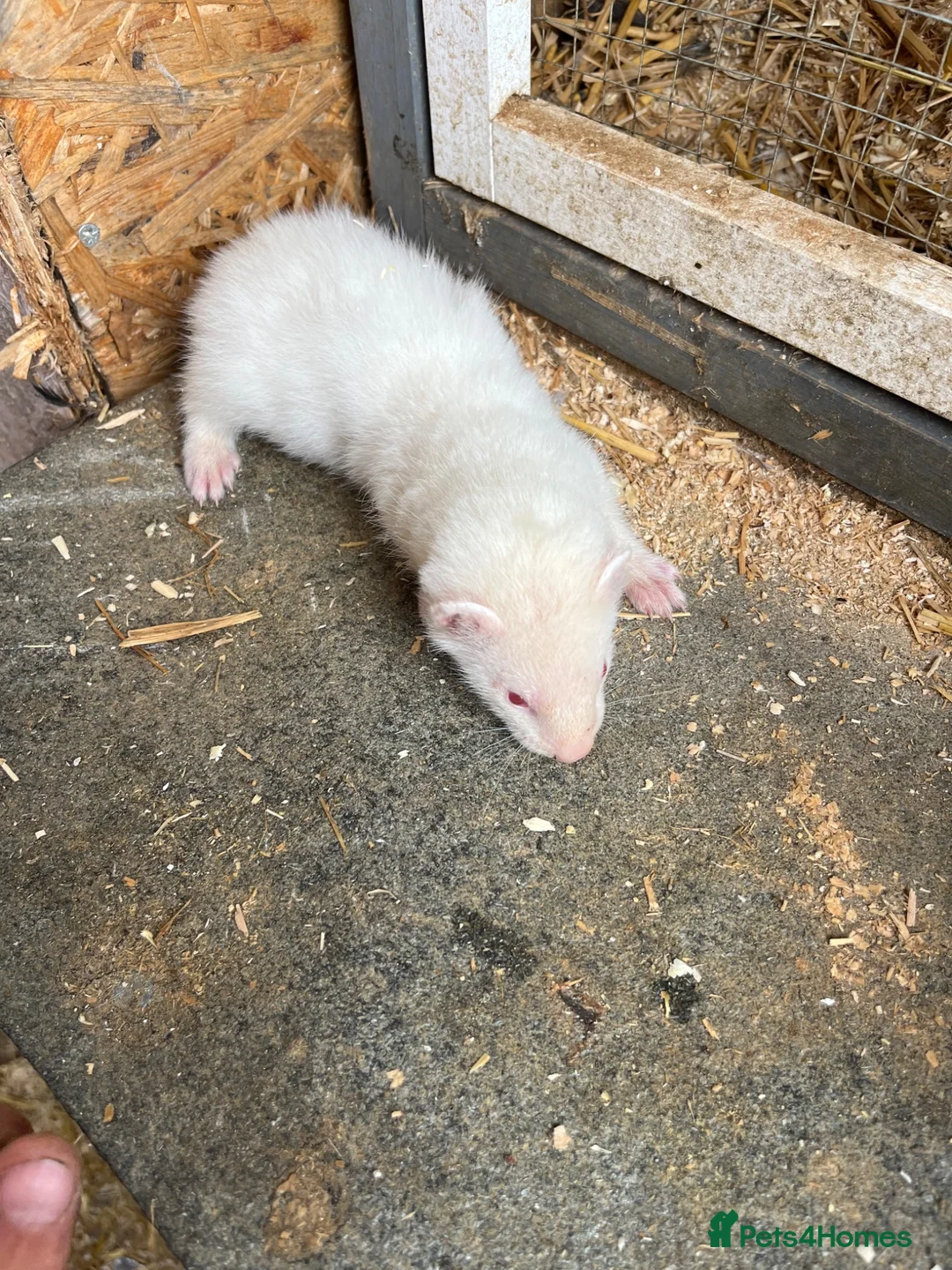 Ferret rodents for sale: Ferrets hobs and jills  in Derby - Advert 2