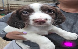 English Springer Spaniel dogs for sale: Springer pups - Image 4