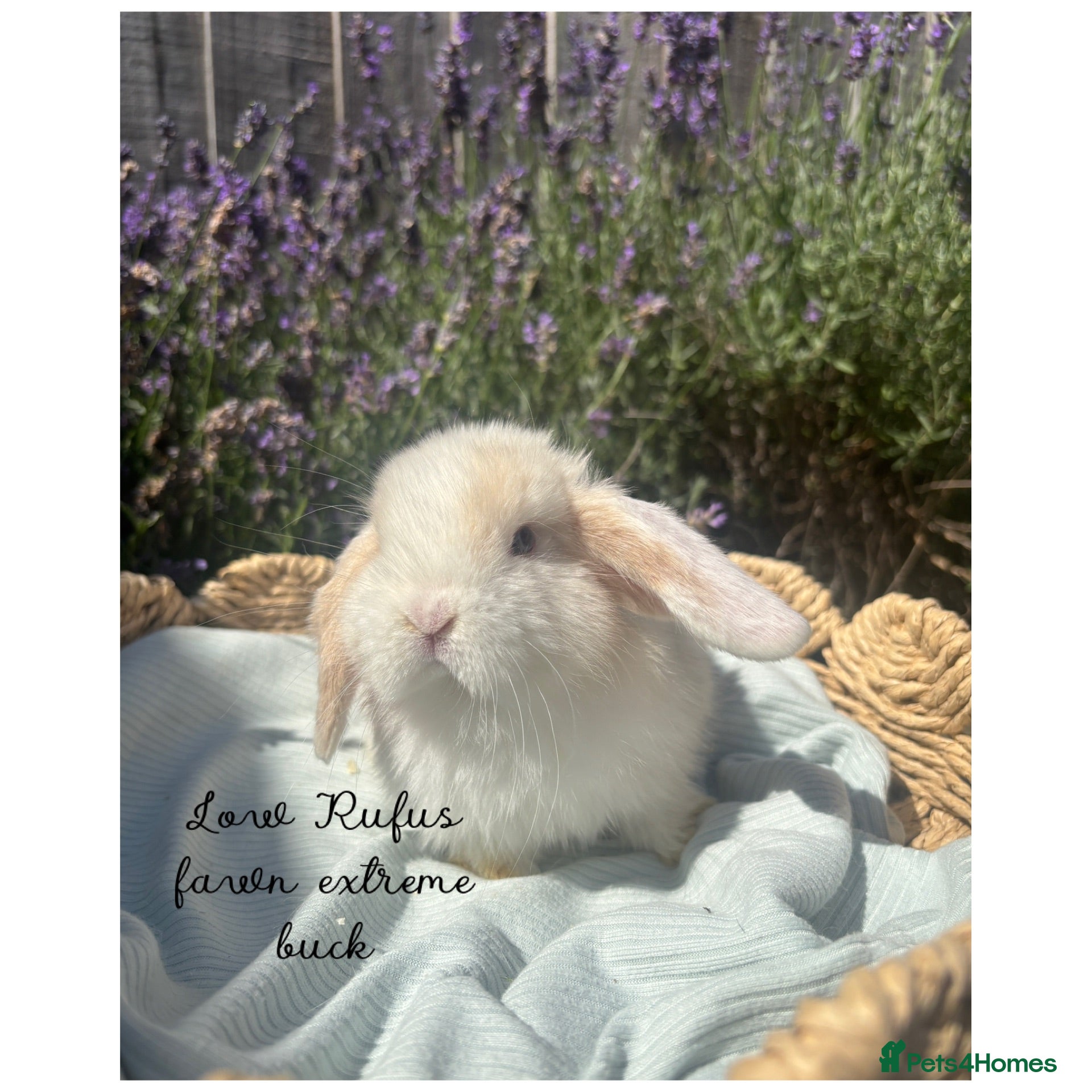 Mini Lop rabbits Stunning mini lops looking for forever homes✨🫶🏻 - Advert 14