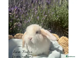 Mini Lop rabbits Stunning mini lops looking for forever homes✨🫶🏻 - Advert 14