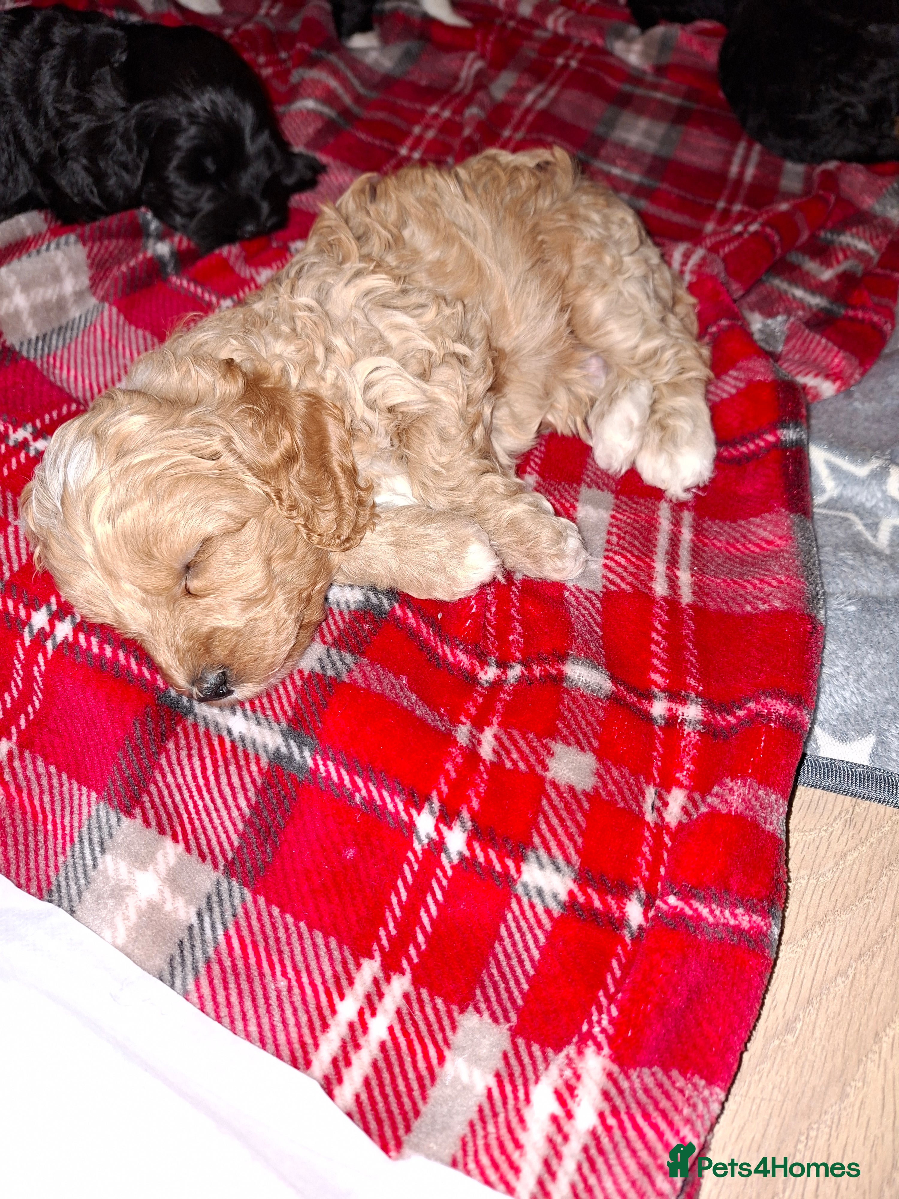 Cockapoo dogs *REDUCED* Beautiful miniature cockapoo puppies  - Advert 5