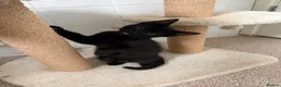 Mixed Breed cats for sale: Kittens looking for new homes - Advert 15