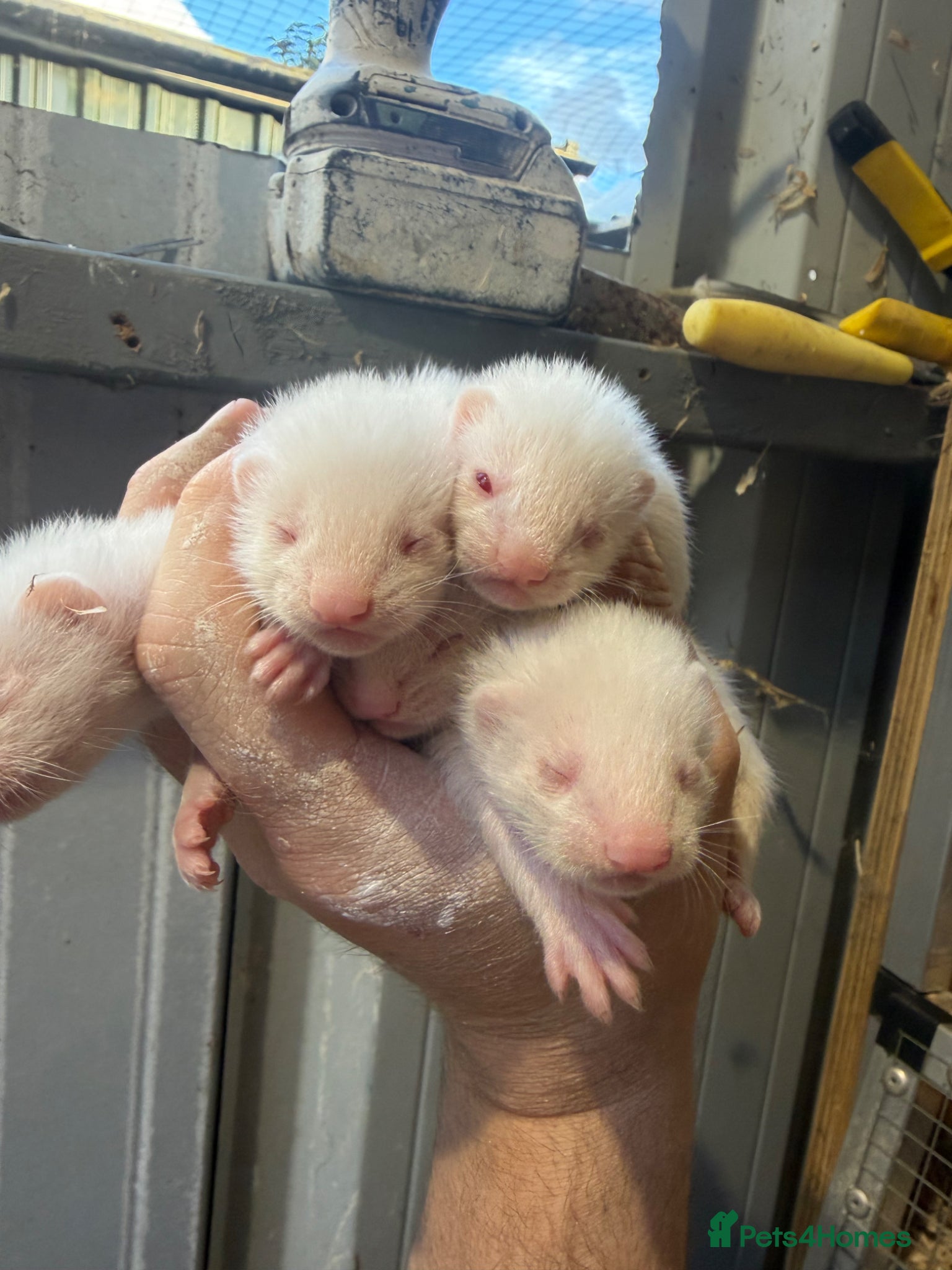 Ferret rodents for sale: Ferret kits  - Advert 3