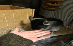 Chinchilla rodents for sale: Two female chinchillas for rehoming with cage - Advert 3