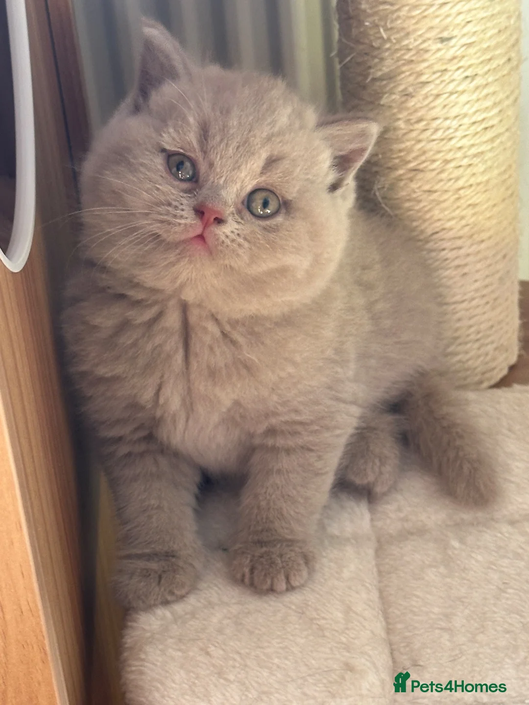 British Shorthair cats for sale: Champion British Shorthair kittens  - Advert 2