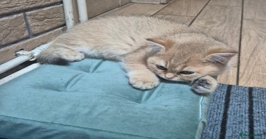British Shorthair cats - Advert 16