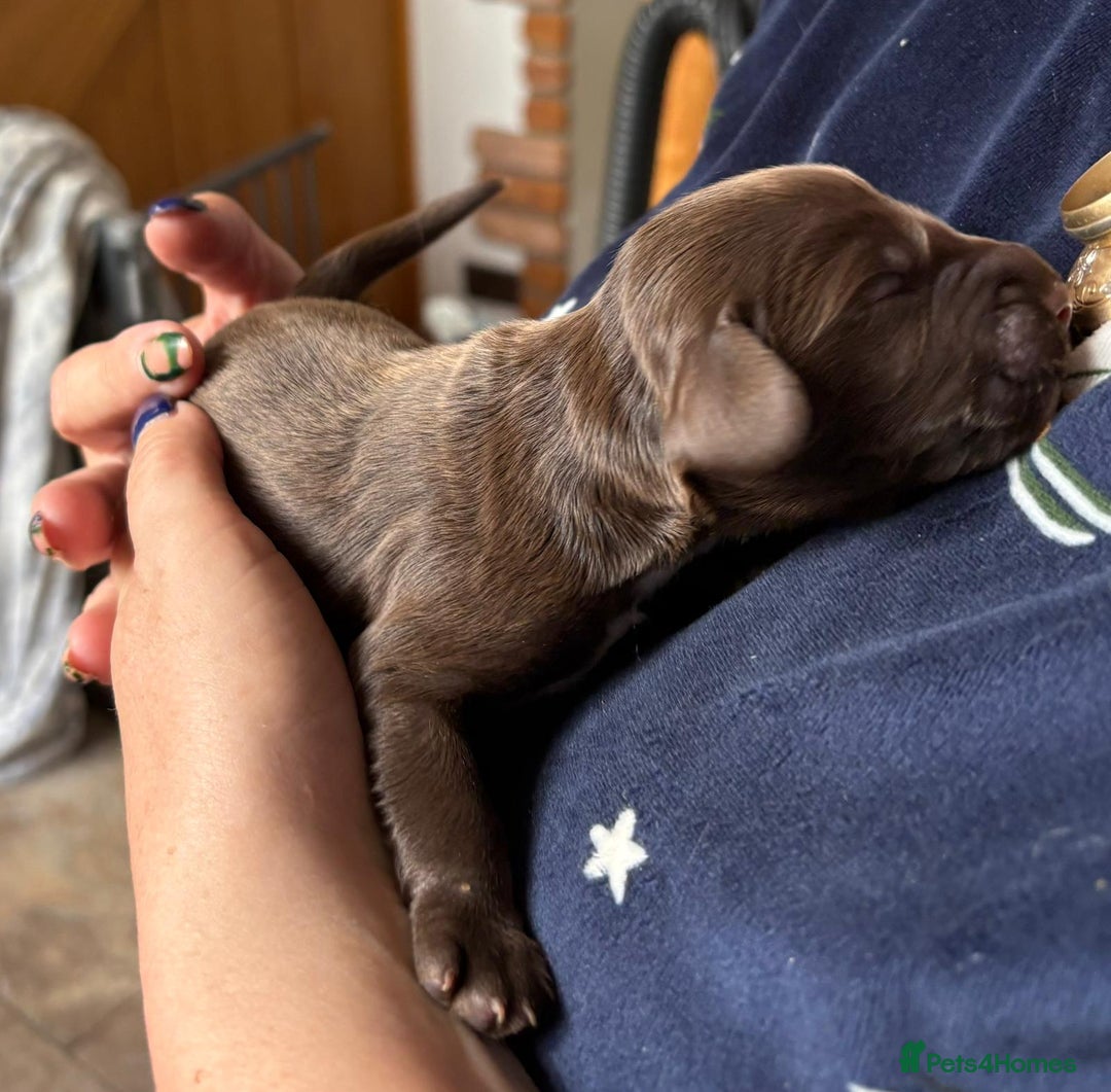 Cocker Spaniel dogs for sale: Cocker Spanial Puppies - Image 9