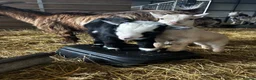 Goats livestock for sale: Proven Billy Goat – 2 Years Old Seeking Good Home - Advert 3