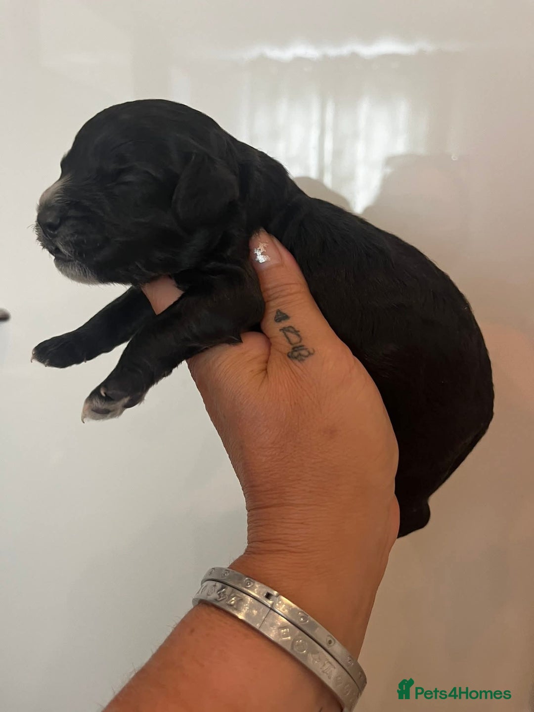 Cockapoo dogs for sale: Beautiful cockapoo babies - Image 2