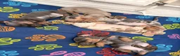 Miniature Dachshund dogs for sale: Last 2 girls left - Advert 1