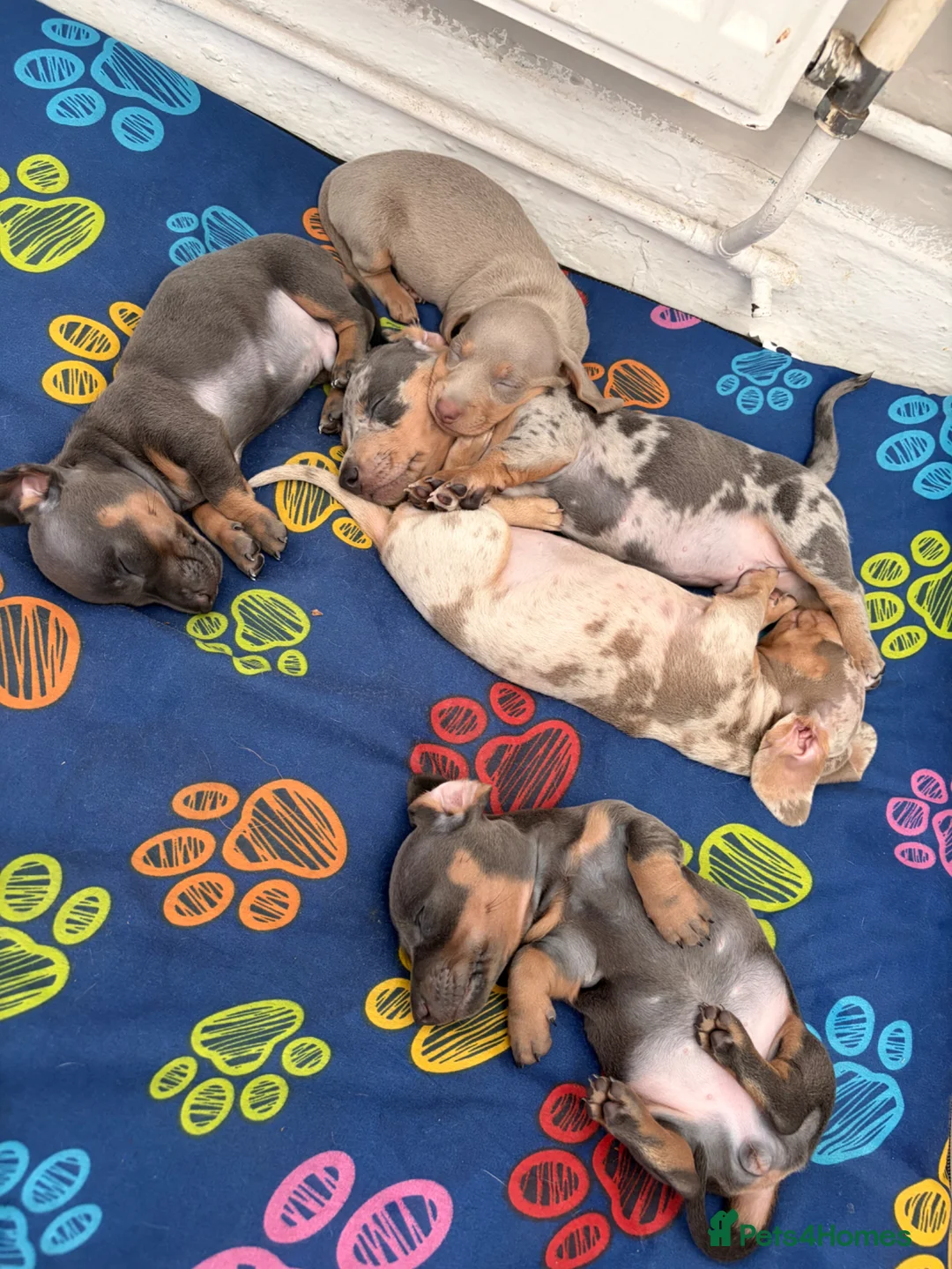 Miniature Dachshund dogs for sale: Last 2 girls left - Advert 1