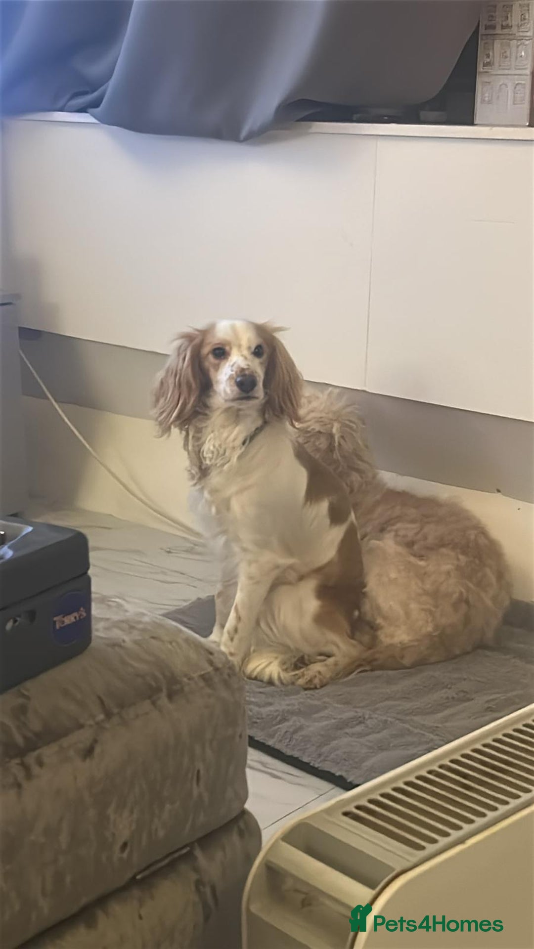 Mixed Breed dogs for sale: Apricot Cockapoo puppies ready to leave 6th march  - Advert 6