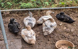 Ducks poultry for sale: Runner ducklings - Image 3