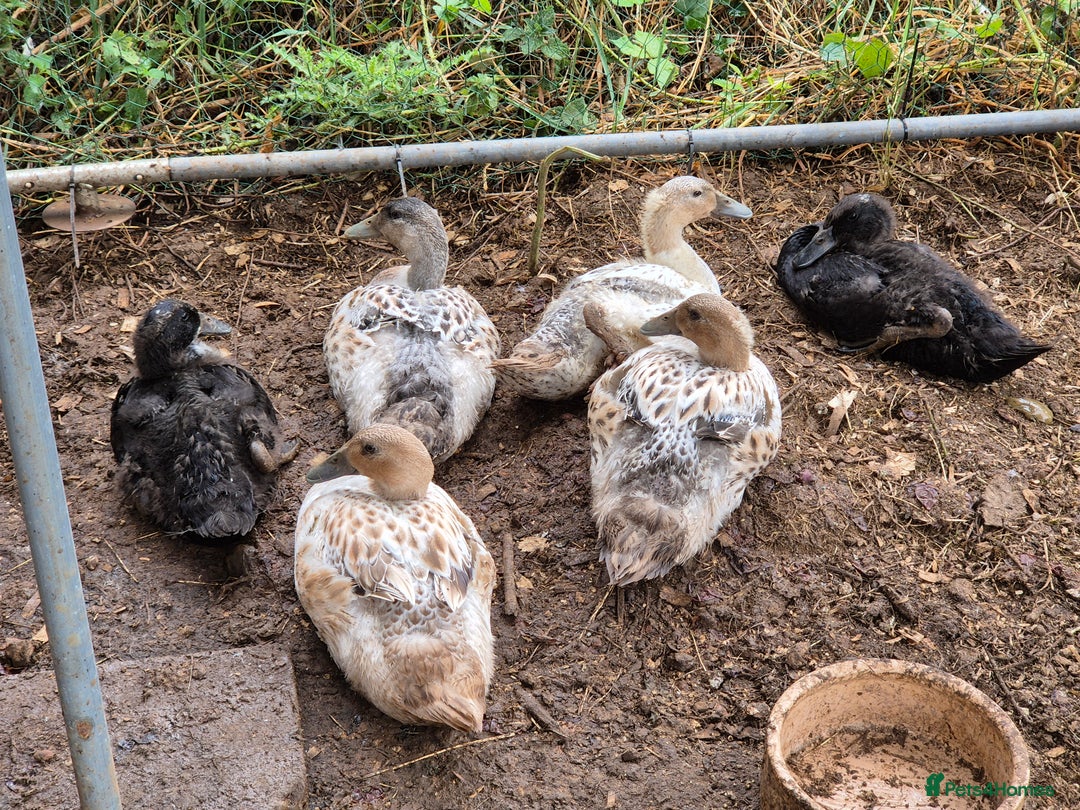 Ducks poultry for sale: Runner ducklings - Image 3