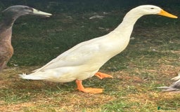 Ducks poultry for sale: Indian Runner Drakes - Image 6