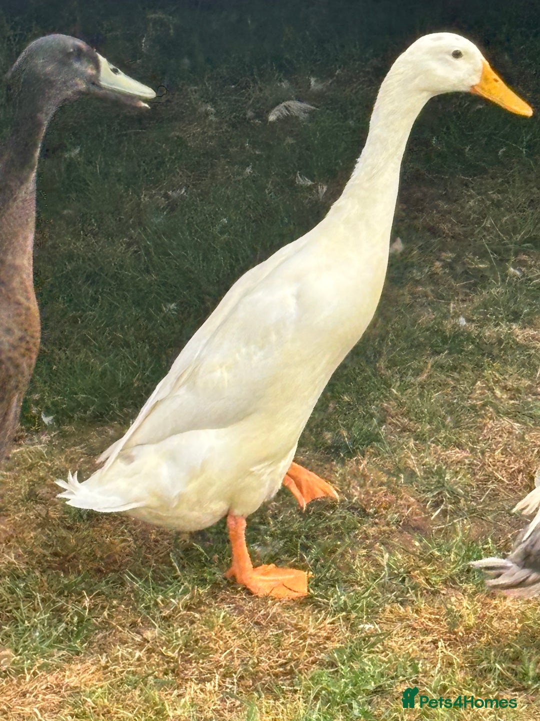 Ducks poultry for sale: Indian Runner Drakes - Image 6