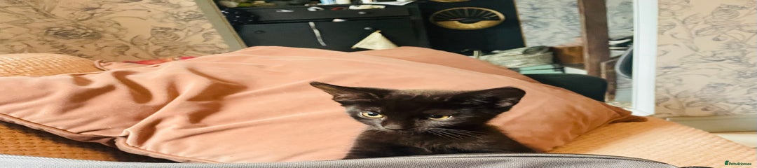 Mixed Breed Kitten 2