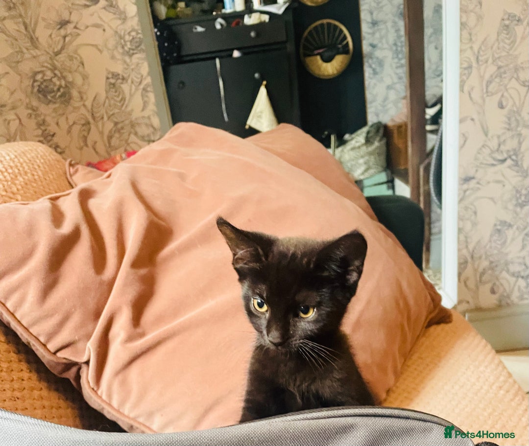 Mixed Breed cats for sale: Beutiful kittens for sale - Image 21