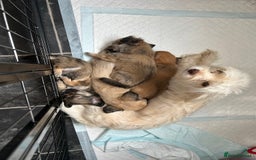 Chipoo dogs for sale: Chihuahua/poodle chipo girls - Image 16