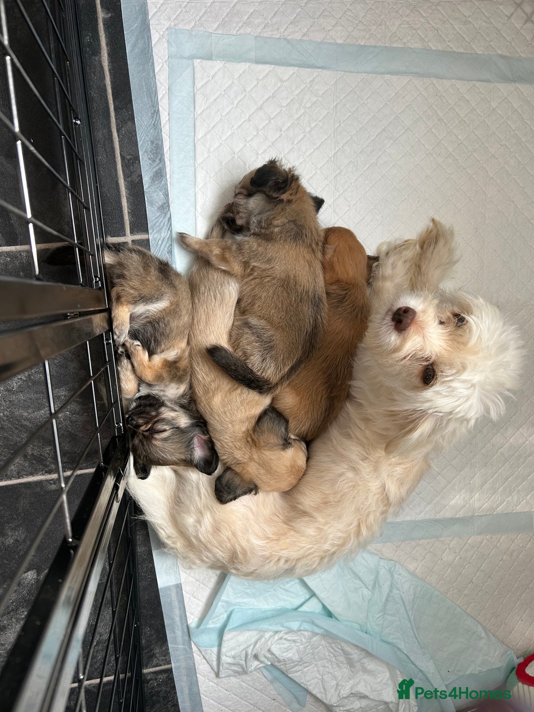 Chipoo dogs for sale: Chihuahua/poodle chipo girls - Image 16