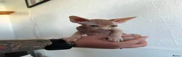 Sphynx cats for sale: Canadian sphynx ready to leave now  - Advert 14