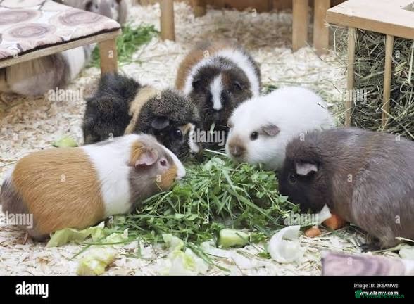 Guinea Pig rodents Single male guinea pigs looking for homes - Advert 1