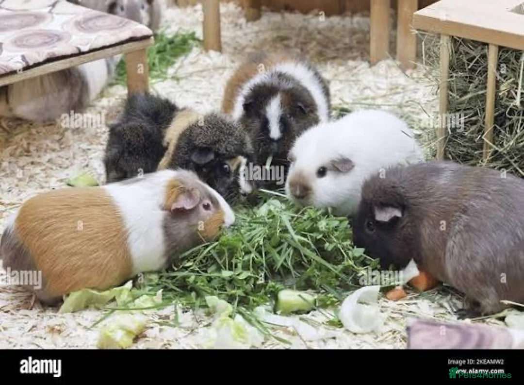 Guinea Pig rodents for sale: Single male guinea pigs looking for homes - Advert 1