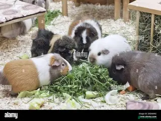 Guinea Pig rodents Single male guinea pigs looking for homes - Advert 1