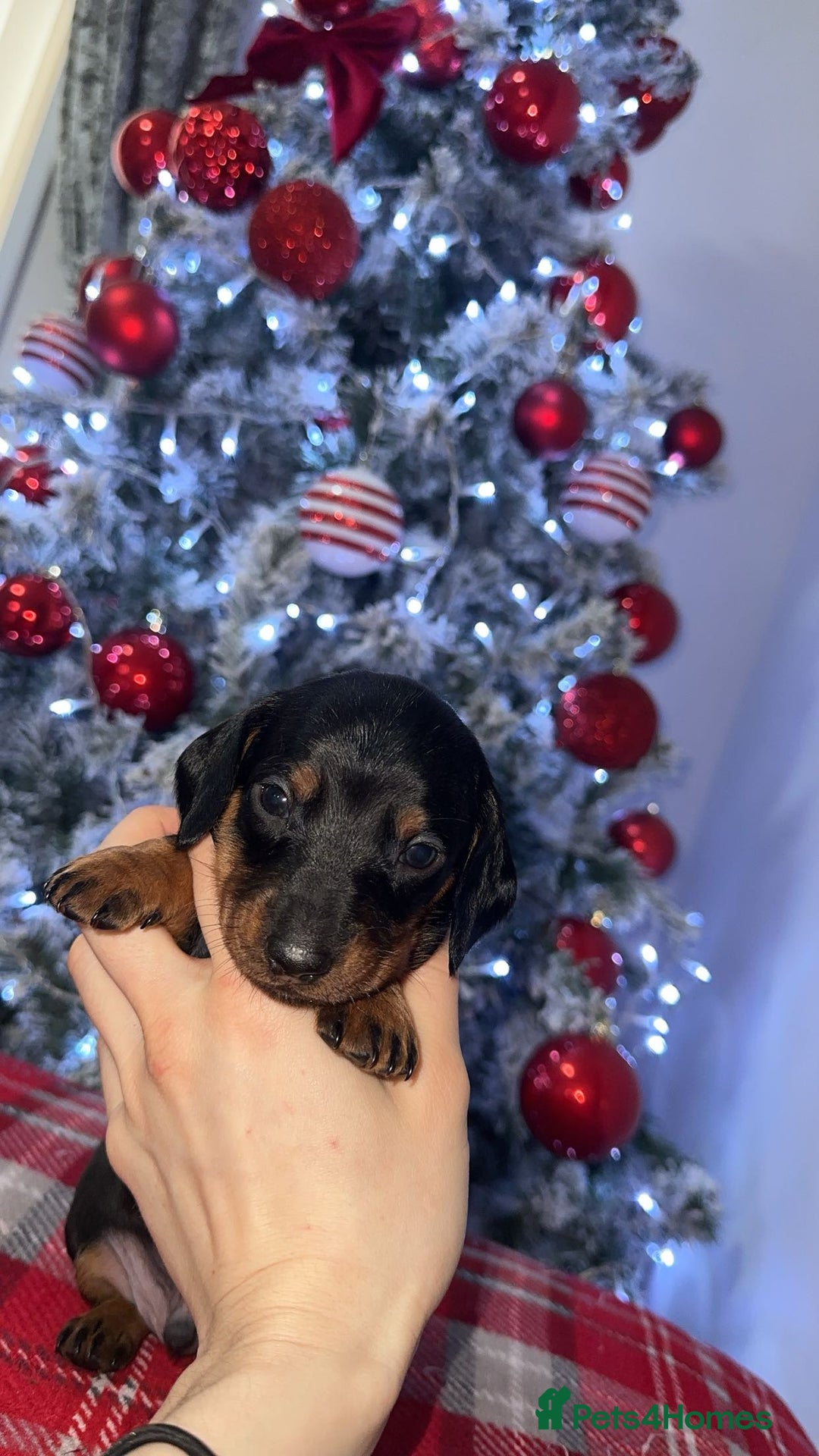 Dachshund dogs for sale: Dachshund puppies (2 LEFT) - Advert 4