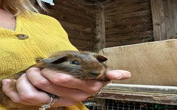Guinea Pig rodents for sale: Baby guinea Pigs for sale - Image 6