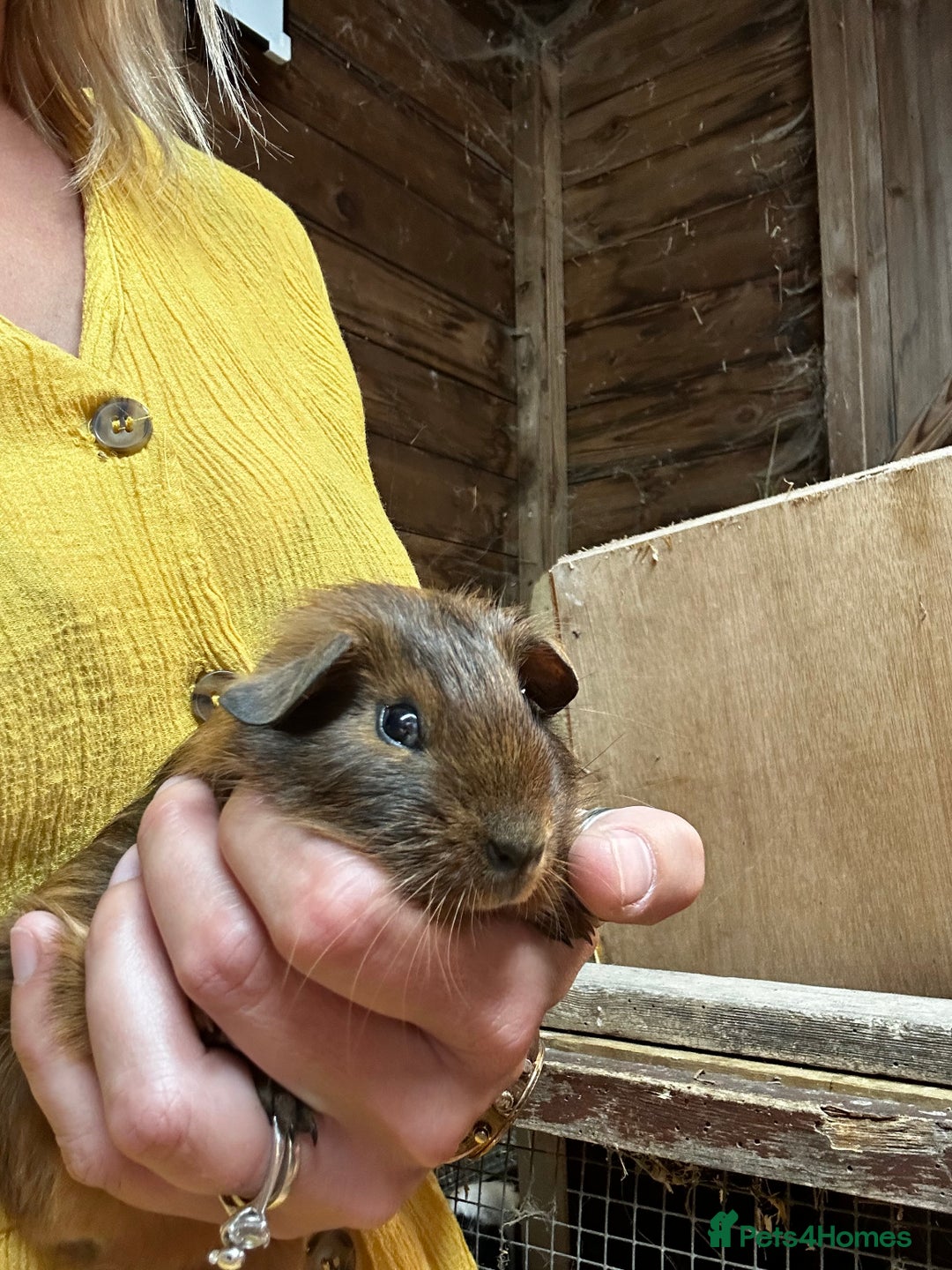 Guinea Pig rodents for sale: Baby guinea Pigs for sale - Image 6