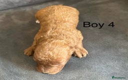 Miniature Poodle dogs for sale: Stunning miniature poodles available - Image 13