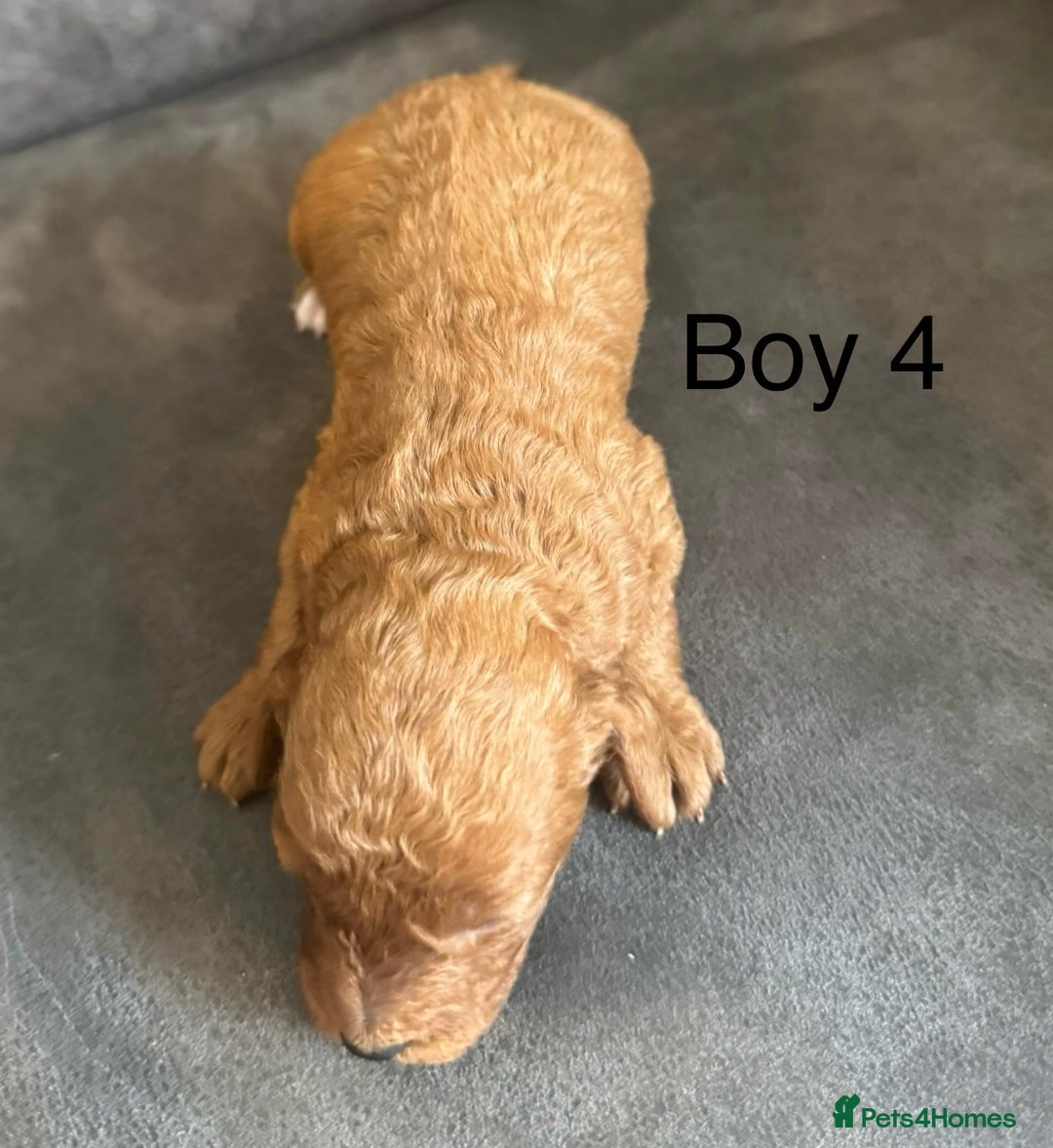 Miniature Poodle dogs for sale: Stunning miniature poodles available - Image 13
