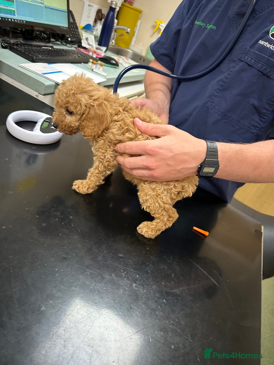 Cockapoo dogs for sale: Reduced F3 Cockapoo READY to leave 21st July  - Image 13