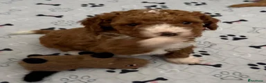 Cockapoo 3