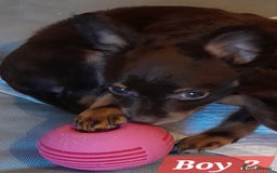 Russian Toy Terrier dogs for sale: Purebred Russian Toy long-haired - Image 9
