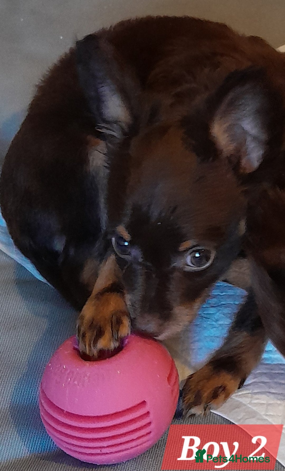 Russian Toy Terrier dogs for sale: Purebred Russian Toy long-haired - Image 9