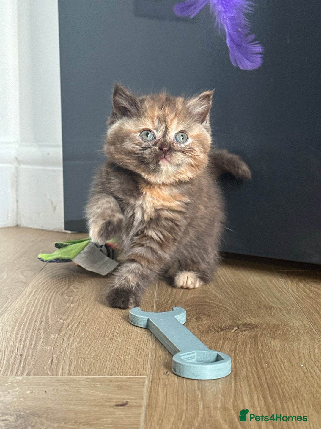 British Shorthair cats for sale: 🌈🌈😍😍Stunning Pure Pedigree Litter BSH ❤️❤️🌈🌈 - Advert 2