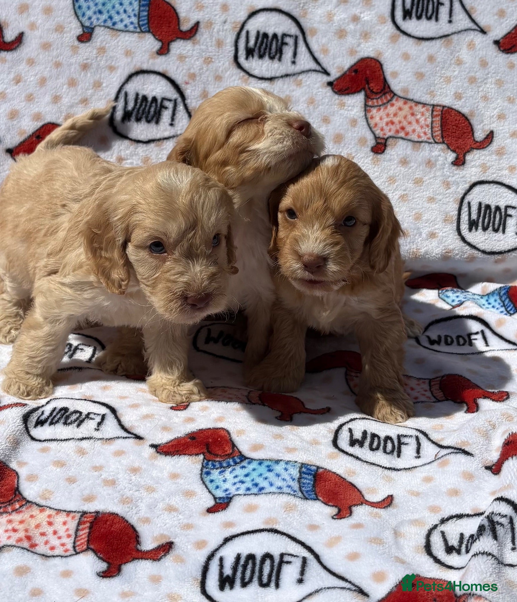 Cockapoo dogs  F1 miniature cockapoo puppies ready to leave  - Advert 1