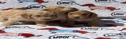 Cockapoo dogs for sale:  F1 cockapoo puppies  - Advert 4