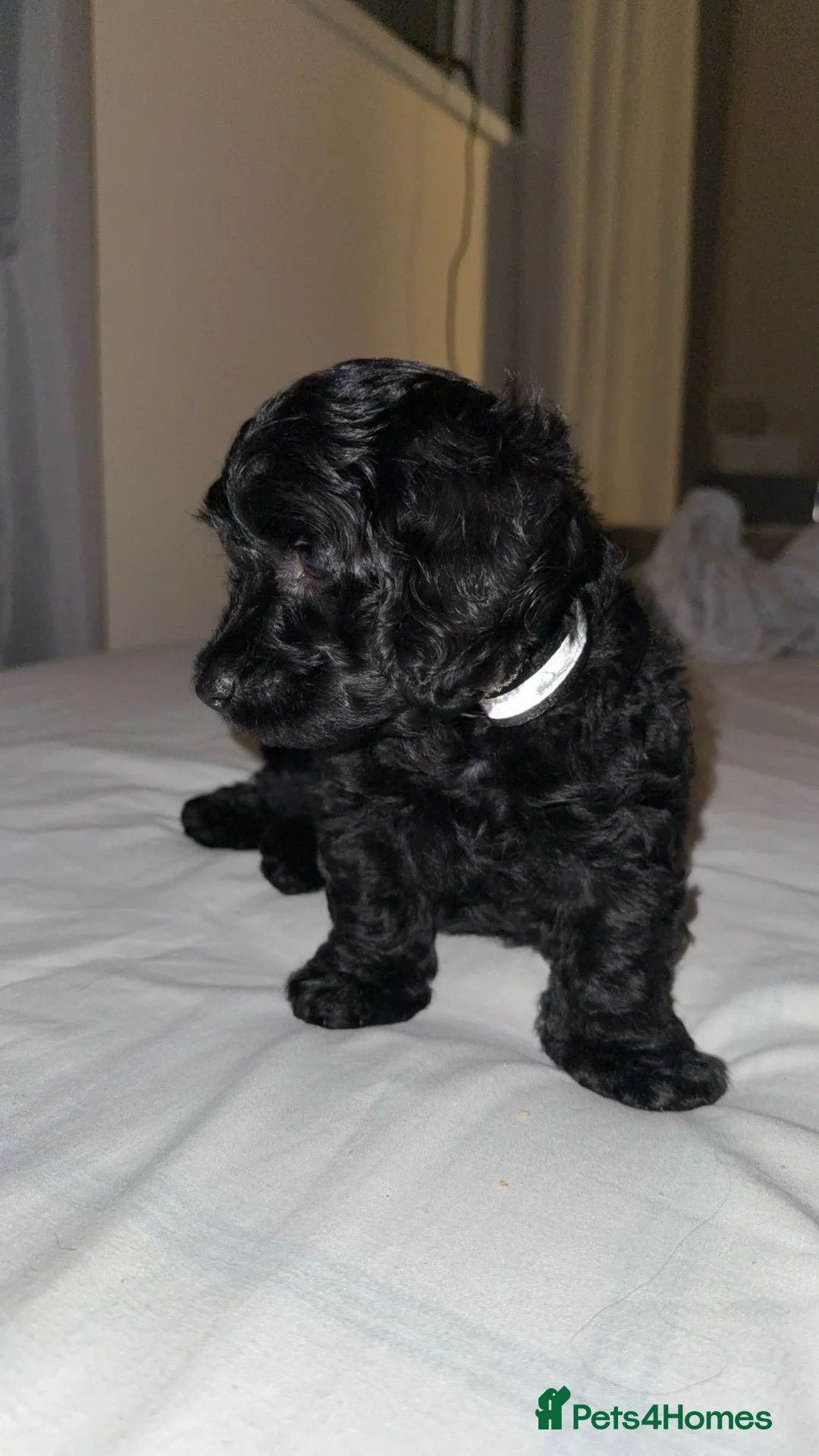 Doxiepoo dogs for sale: Male doxipoo - Advert 4