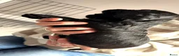Cocker Spaniel dogs for sale: Stunning litter of cocker spaniels - Advert 24