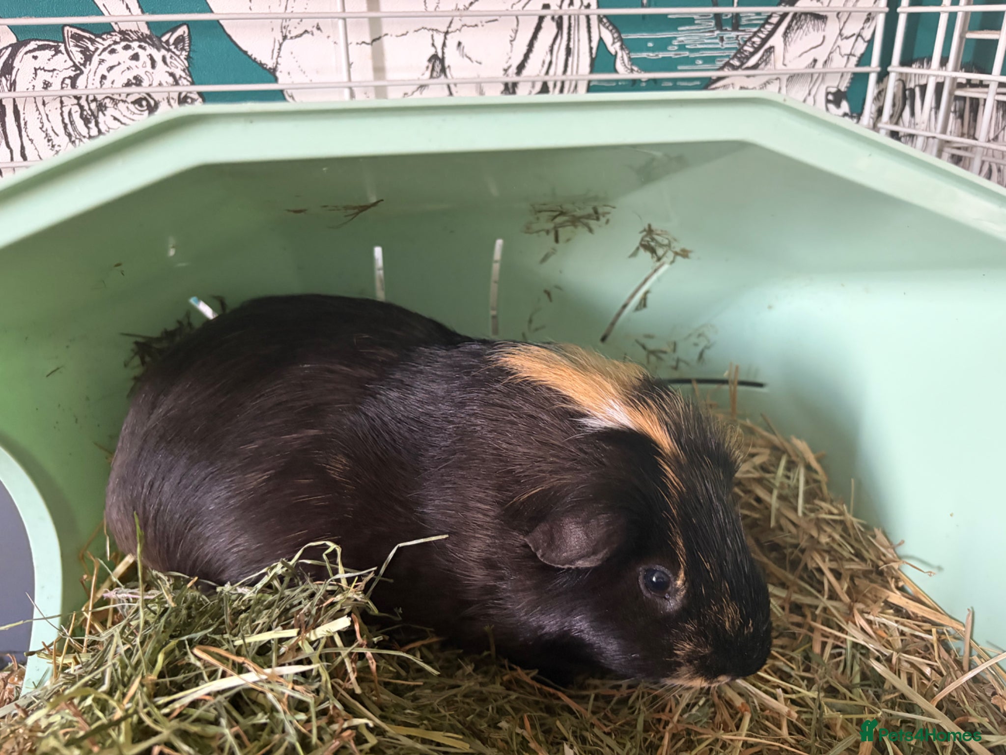 Guinea Pig rodents Male guinea pig - Advert 2