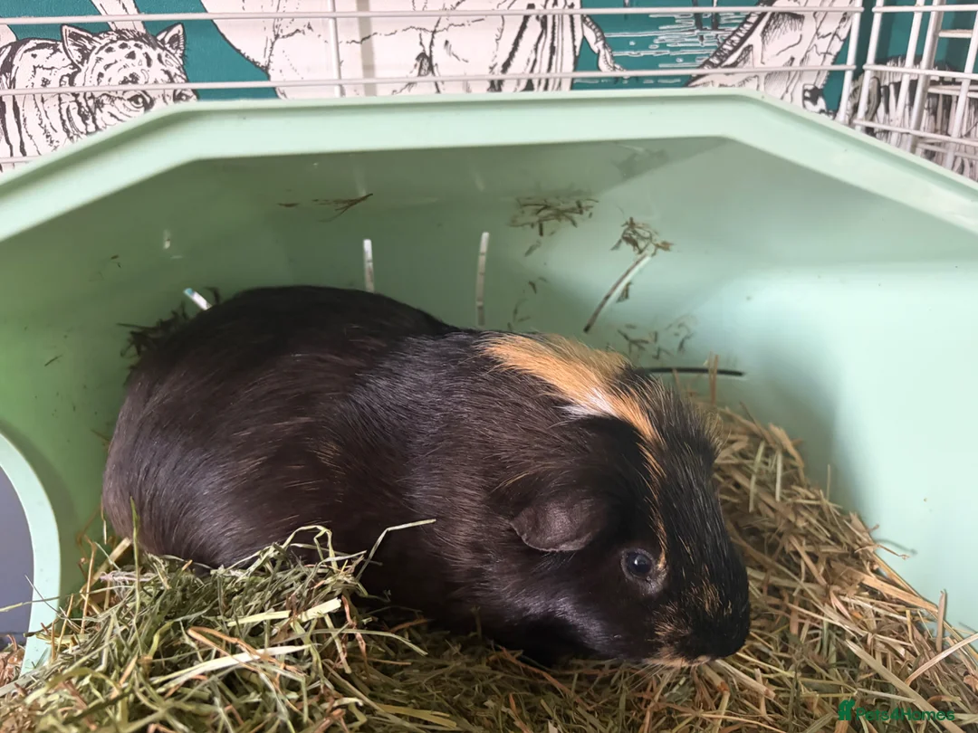 Guinea Pig rodents for sale: Male guinea pig - Advert 1