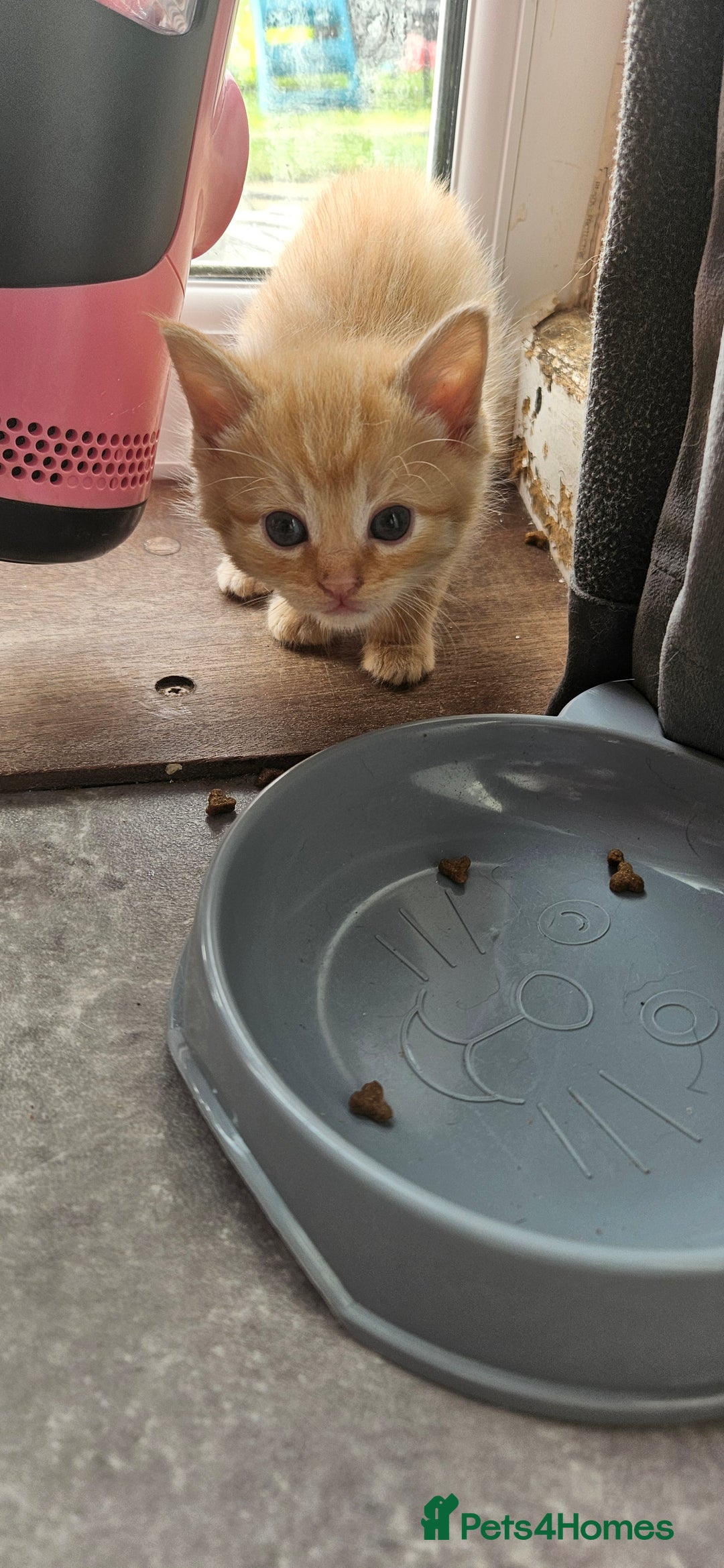Mixed Breed cats for sale: Beautiful litter of 7 kittens  - Image 6