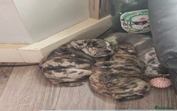 Mixed Breed dogs for sale: Staffy cross bulldog puppy - Image 6