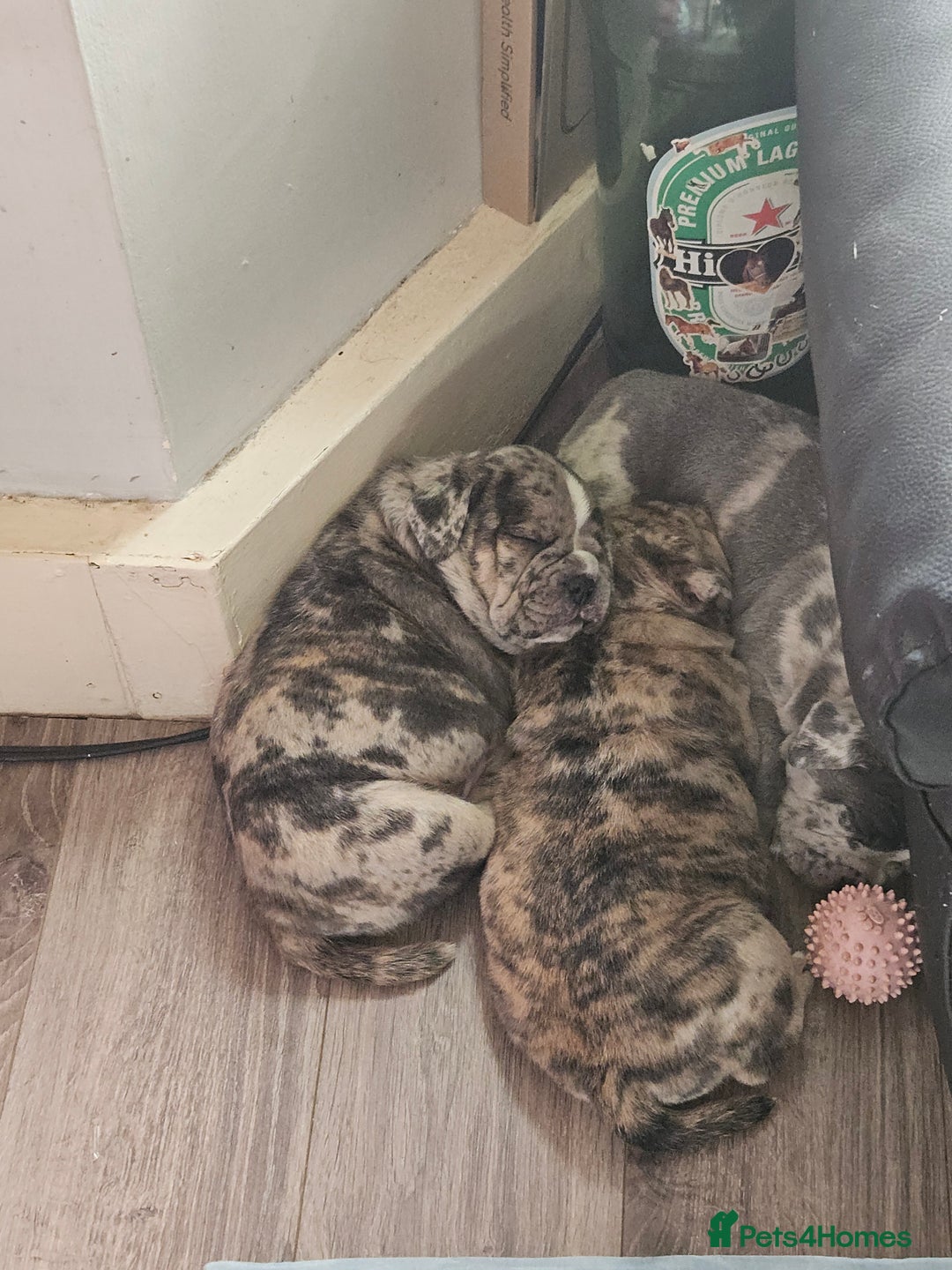 Mixed Breed dogs for sale: Staffy cross bulldog puppy - Image 6