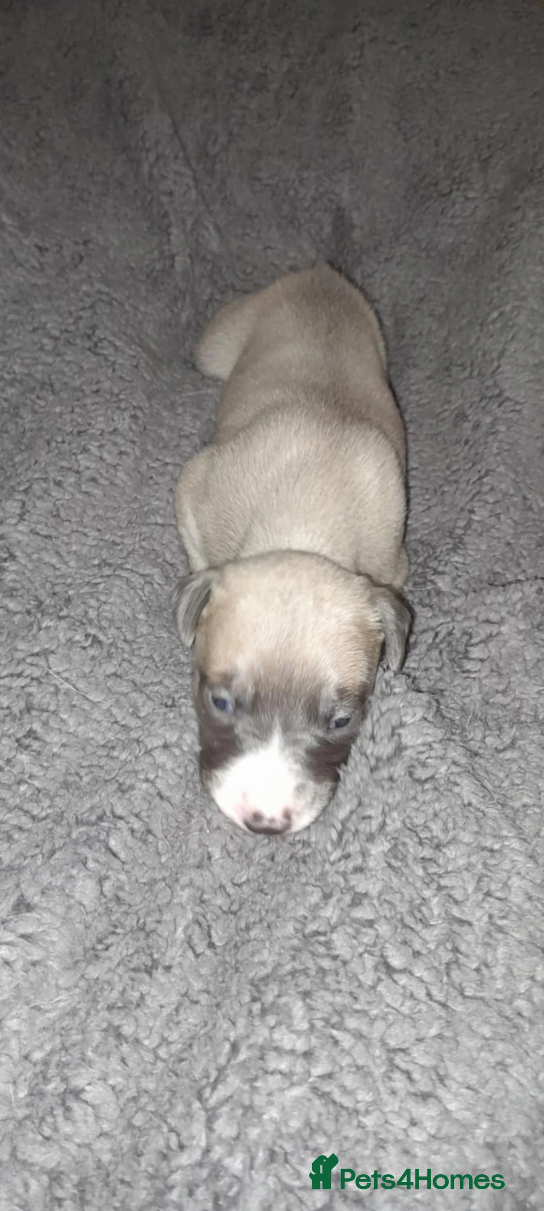 Whippet dogs for sale: Whippet pups 1 girl available  - Advert 5