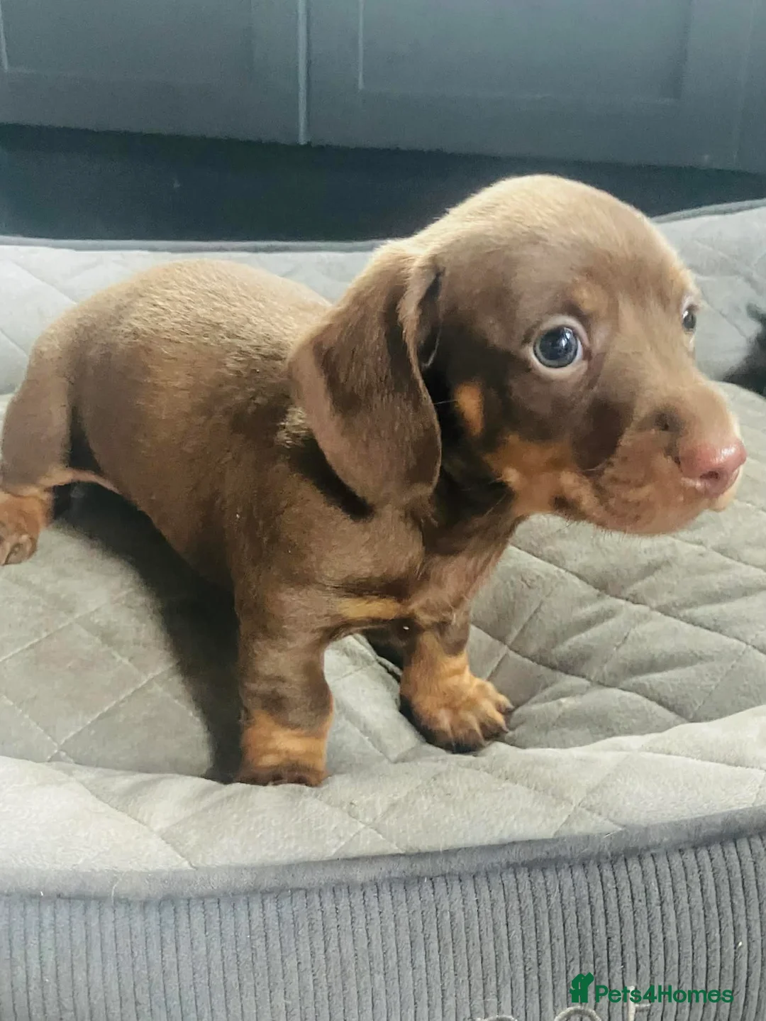 Miniature Dachshund dogs for sale: PRA Cord 1, DM, OI Clear Miniature Dachshund Pups - Advert 5